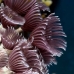 worm_duster_feather_social_eec_wc_v_0063_tci1941.jpg